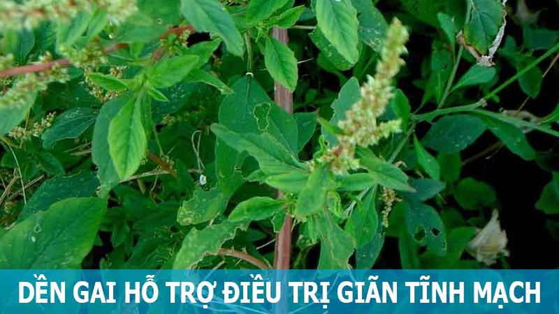 Rau dền gai chữa giãn tĩnh mạch: Cách dùng hiệu quả và an toàn 2