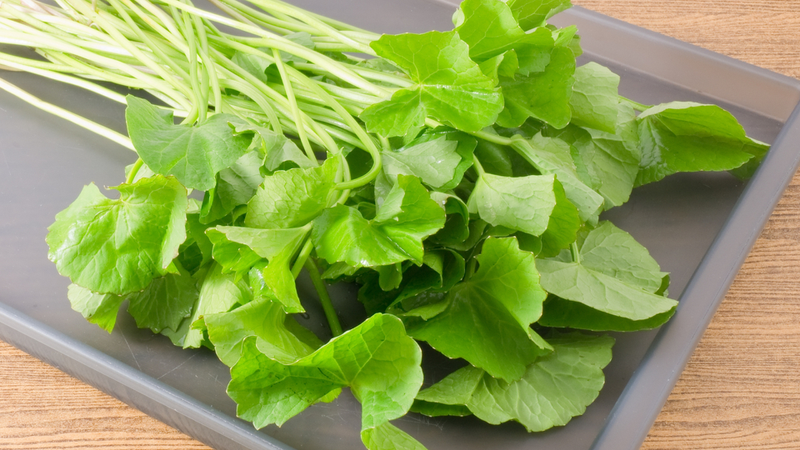 Việc sử dụng kéo dài chiết xuất rau má liều cao có thể ảnh hưởng đến chức năng gan