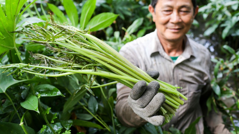 Rau móp - Món rau rừng với tác dụng tuyệt vời được nhiều người săn đón 1