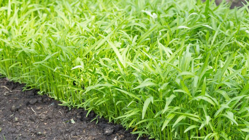 Các loại rau mùa hè có đặc điểm chung là thanh mát, dễ ăn