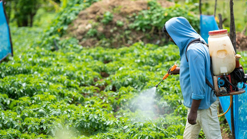 Cần tuyệt đối tránh mua rau “ngậm” thuốc bảo vệ thực vật