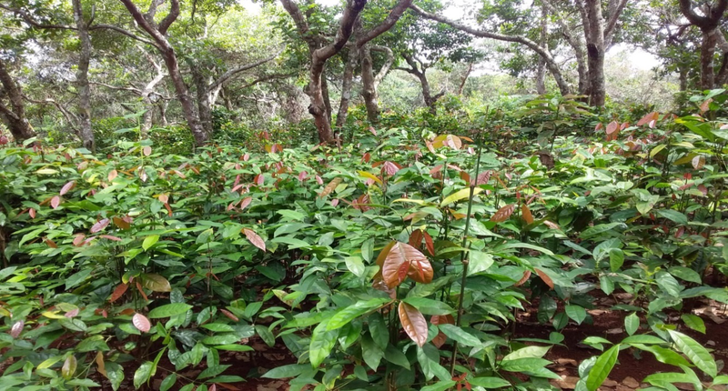 Rau nhíp: Hương vị ngọt lành từ vùng rừng núi 2