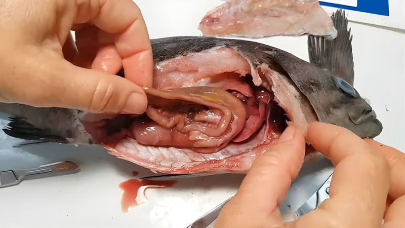 Không nên ăn ruột cá để đảm bảo an toàn cho sức khỏe
