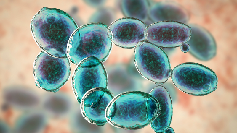 Saccharomyces cerevisiae là gì? Ứng dụng trong đời sống 1