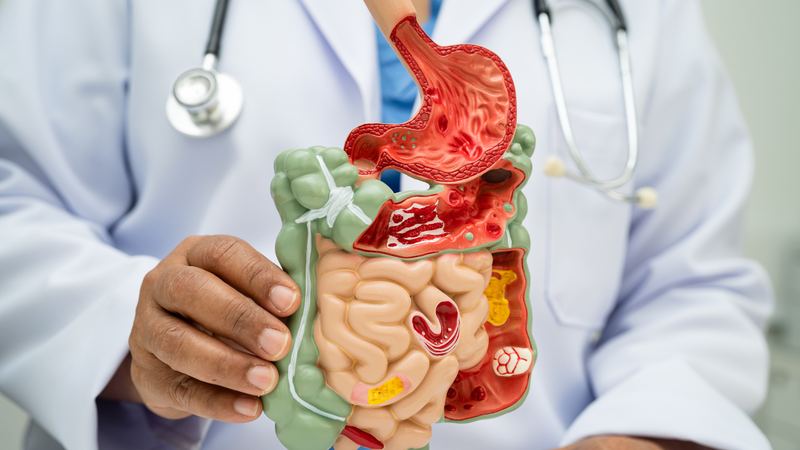 Saccharomyces cerevisiae là gì? Ứng dụng trong đời sống 2