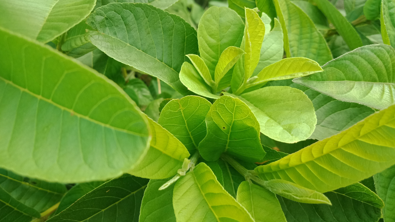  Uống nước lá ổi tan mỡ bụng hiệu quả không? 1