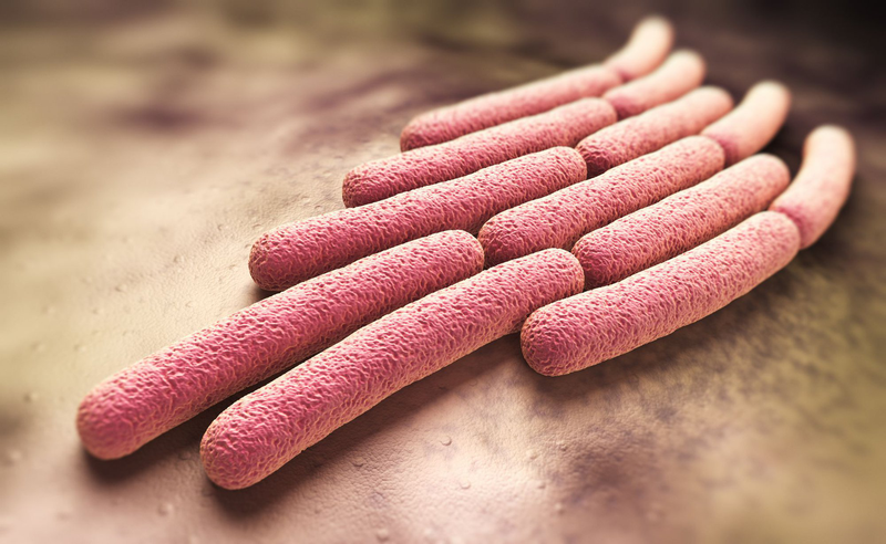 shigella-shigae-nguyen-nhan-dieu-tri-va-cach-phong-ngua 2.jpg