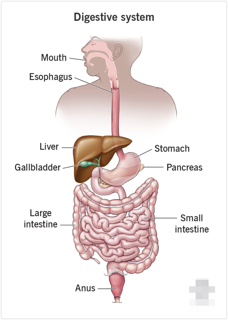 small intestine là gì 1