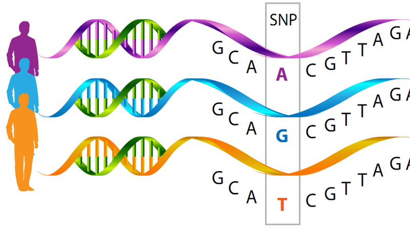 SNP là gì? Hiểu rõ về tầm quan trọng của chúng trong nghiên cứu gen 1