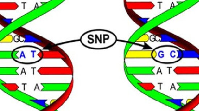 SNP là gì? Hiểu rõ về tầm quan trọng của chúng trong nghiên cứu gen 2