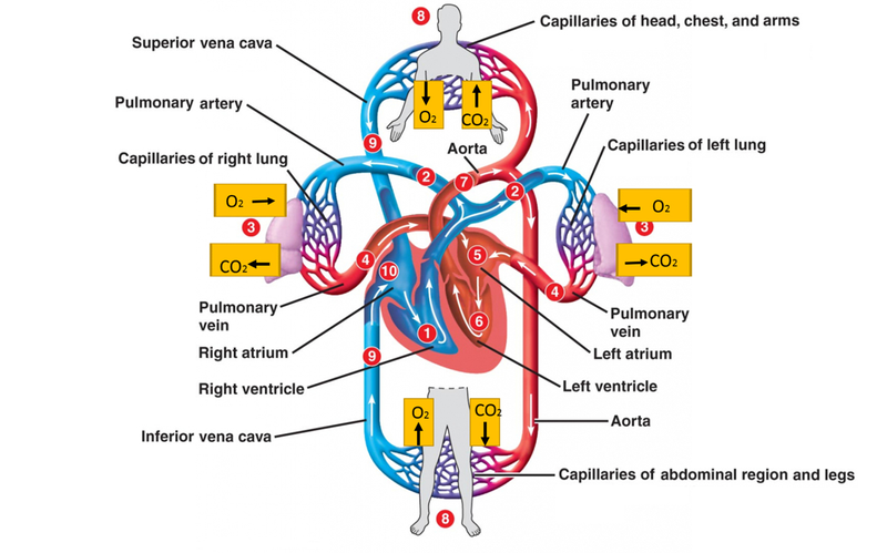 Sơ đồ cấu tạo vòng tuần hoàn máu ở người - 3