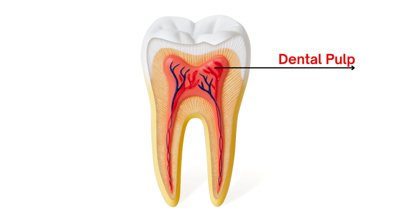 Số ống tủy của các răng có giống nhau 1
