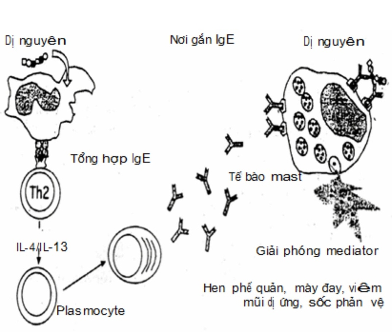 Sốc phản vệ và dị ứng - khác hay giống nhau?