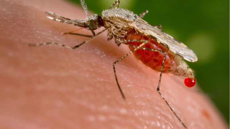Sốt rét ác tính nguy hiểm như thế nào? Các dấu hiệu của bệnh sốt rét ác tính 1