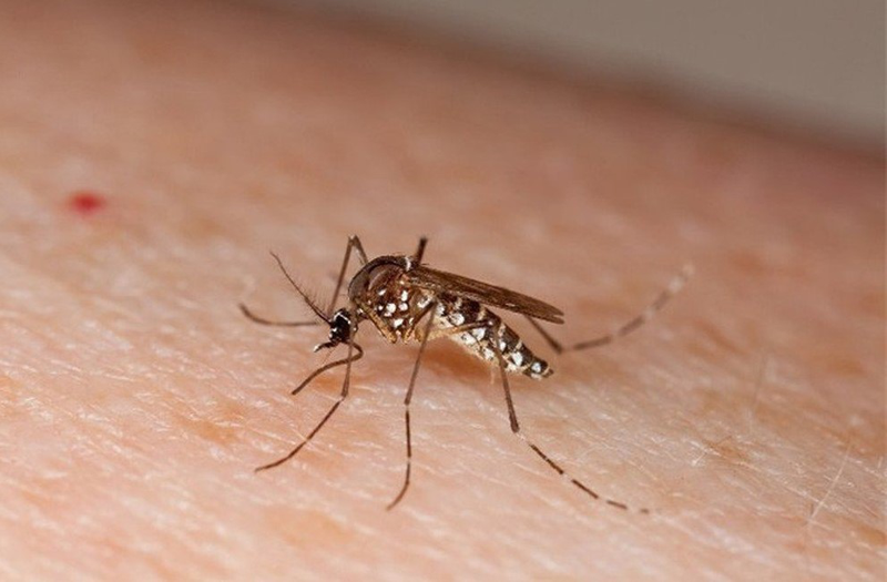 sot-xuat-huyet-dengue-3.jpg