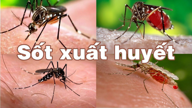 Bệnh sốt xuất huyết ủ bệnh mấy ngày? 2