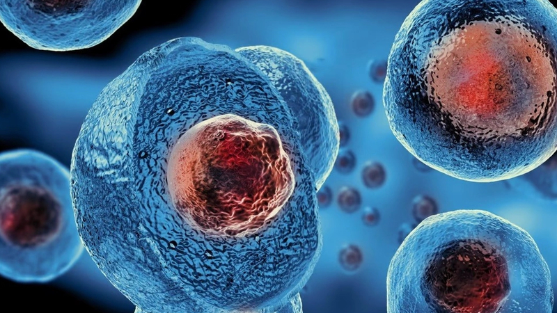 stem-cell-la-gi-va-ung-dung-cua-stem-cell-trong-y-hoc 1.jpg