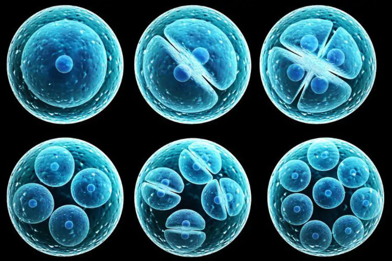 stem-cell-la-gi-va-ung-dung-cua-stem-cell-trong-y-hoc 2.jpg