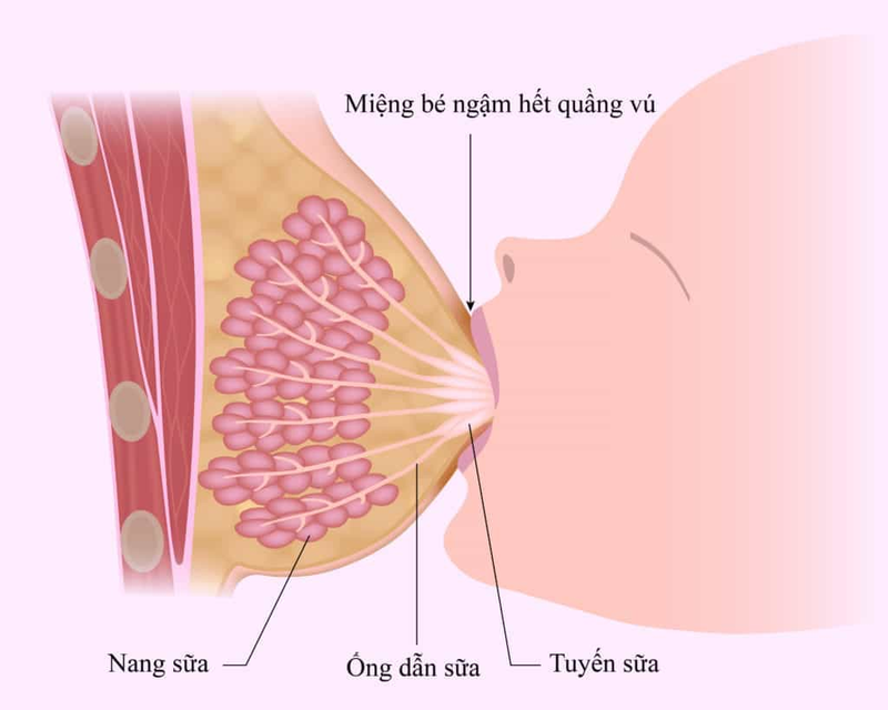 sua-me-co-tam-quan-trong-nhu-the-nao-doi-voi-su-phat-trien-cua-tre-so-sinh 1.png