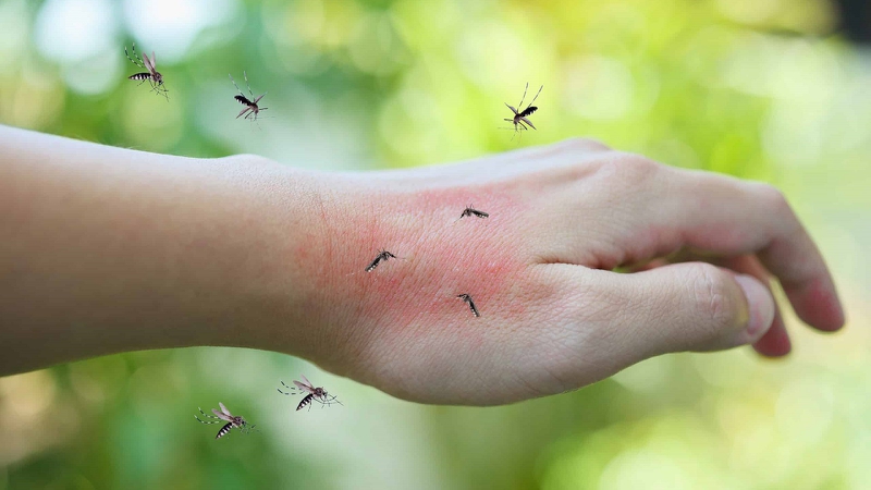 Tại sao hay bị muỗi đốt hơn người khác? Bí quyết phòng muỗi đốt hiệu quả 1