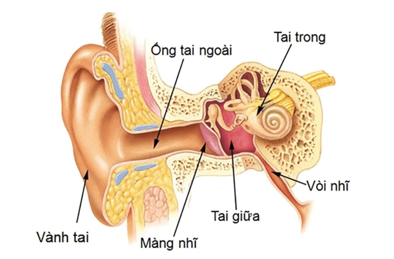 Tại sao nhiễm trùng tai ở trẻ em hay gặp hơn người lớn? 1