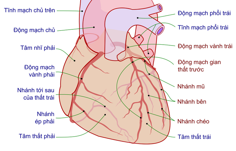 Tâm thất là gì? Các vấn đề sức khỏe thường gặp ở tâm thất  1