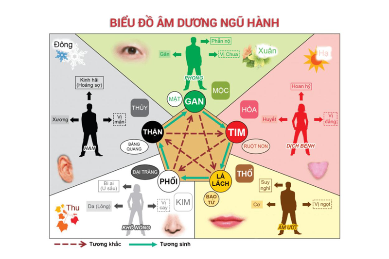 Tạng can là gì? Chức năng của tạng can và các bệnh về tạng can thường gặp 1