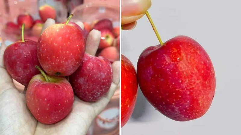 Táo cherry có hình dáng nhỏ gọn của cherry và màu sắc rực rỡ của táo