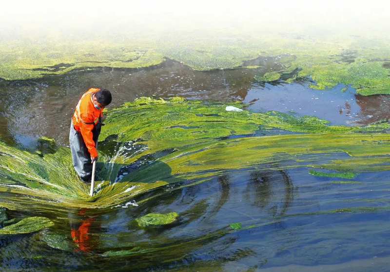 Khám phá những lợi ích bất ngờ của tảo mặt trời với sức khỏe 1