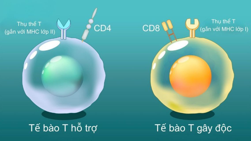 Tế bào T hỗ trợ có chức năng vô cùng quan trọng trong cơ thể