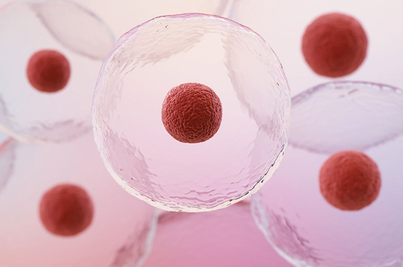 Tế bào gốc là gì? Nguồn gốc, ý nghĩa và khả năng chữa bệnh của tế bào gốc 2