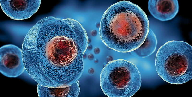 Tế bào gốc stem cell 2