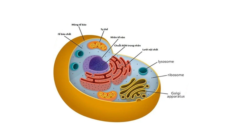 Tế bào lớn nhất trong cơ thể người là tế bào nào? 2