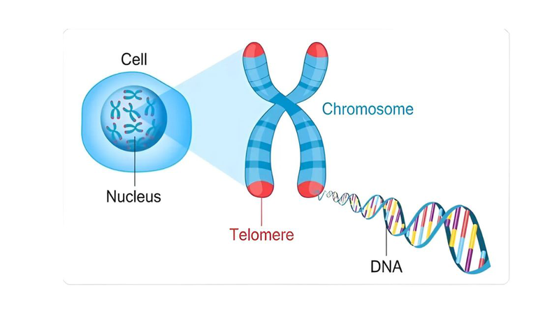Telomere là gì? Khám phá vai trò sinh học của telomere  1