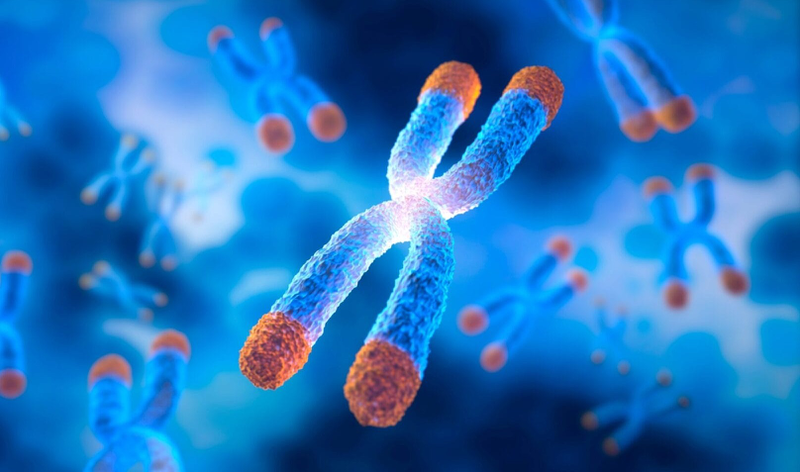 Telomere là gì? Khám phá vai trò sinh học của telomere  2