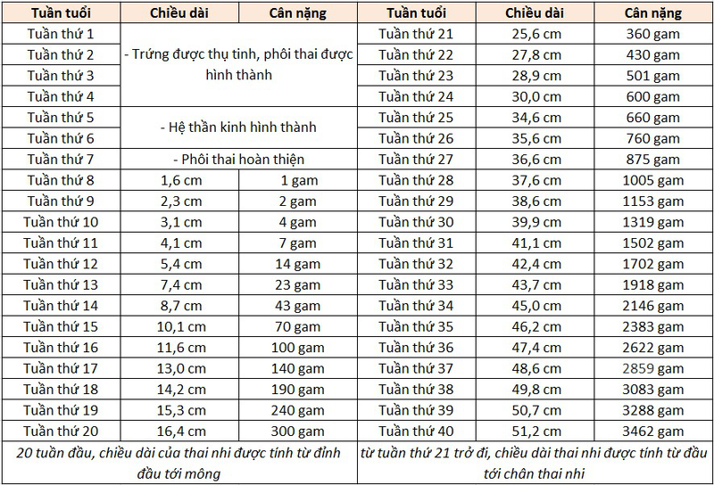 17 Tuần Thai Nhi Nặng Bao Nhiêu? Khám Phá Sự Phát Triển Của Bé