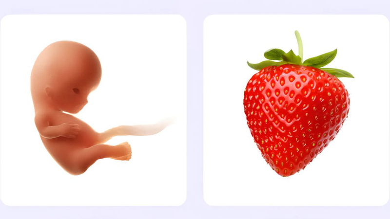 Thai IVF 10 tuần phát triển thế nào? Có nguy cơ gì cần theo dõi 1