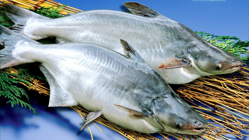 Ăn cá basa thường xuyên giúp bổ sung omega 3, tăng cường sức khỏe