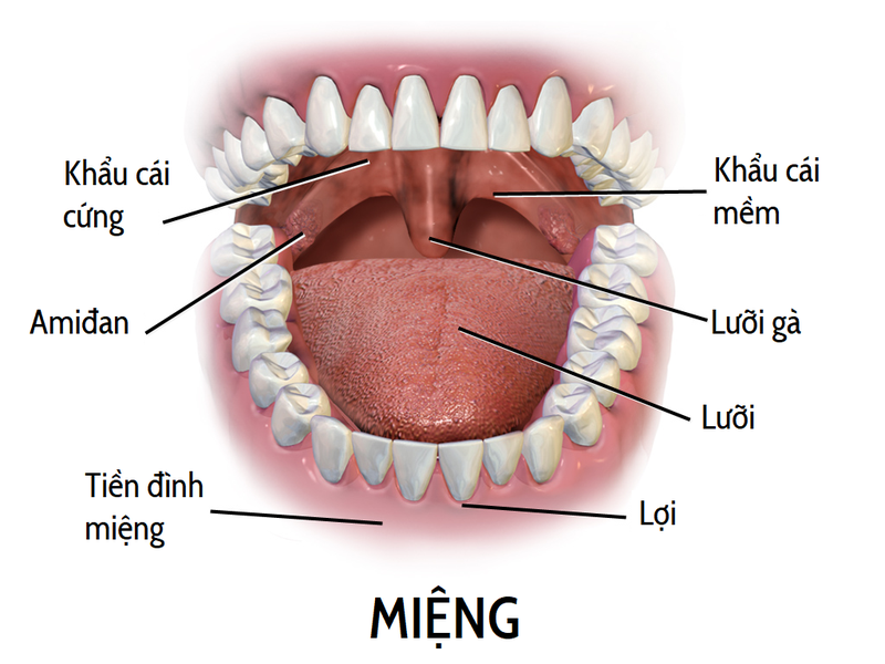 Lưỡi gà là một thành phần giải phẫu nằm ở phía sau của ổ miệng trong hệ thống khẩu cái mềm