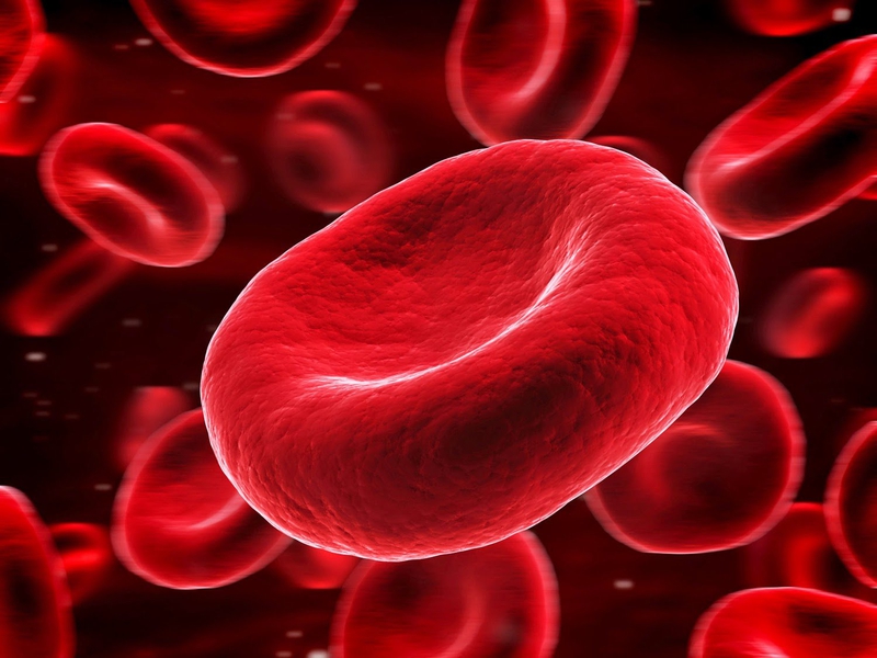Thông tin từ A - Z về bệnh thiếu máu hồng cầu to 1