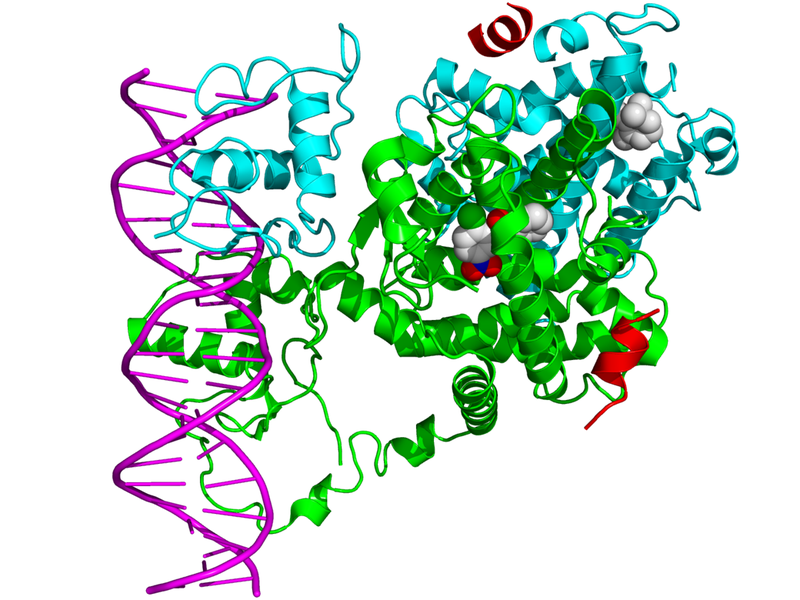 Thụ thể trên bề mặt tế bào chiếm phần lớn các receptor tồn tại trong cơ thể