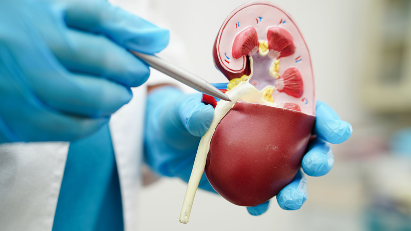 Thuốc đào thải axit uric: Giải pháp hiệu quả trong điều trị Gout và tăng axit uric máu 3