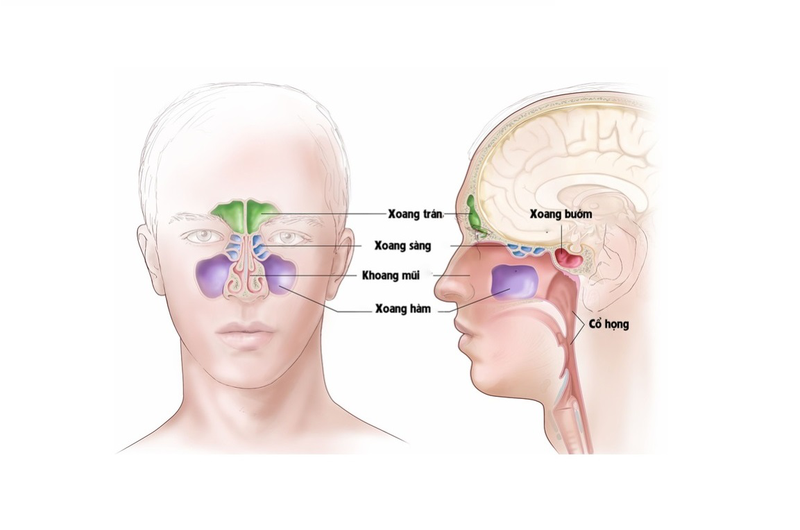 thuoc-dieu-tri-viem-xoang-sang-sau-1.jpg