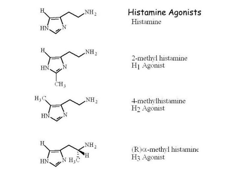 Thuốc kháng histamin H2 được dùng để điều trị bệnh gì? 2