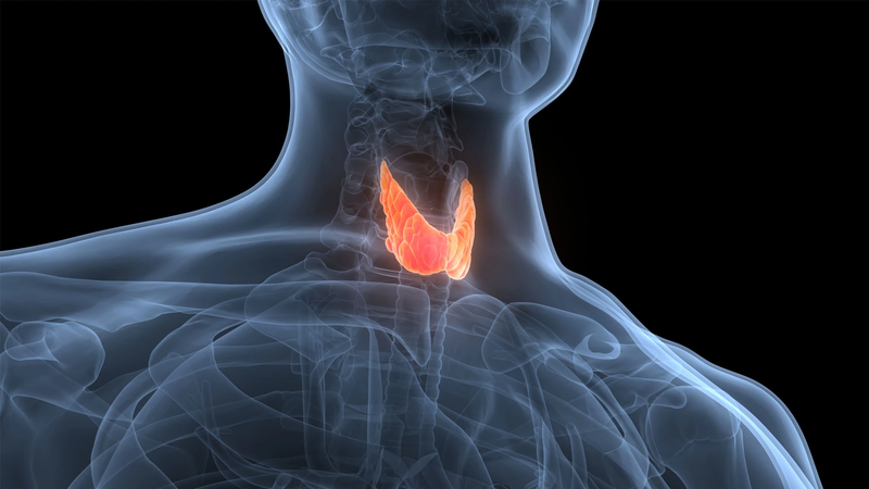 Thyroid là gì và những bệnh lý Thyroid nào thường gặp? 1