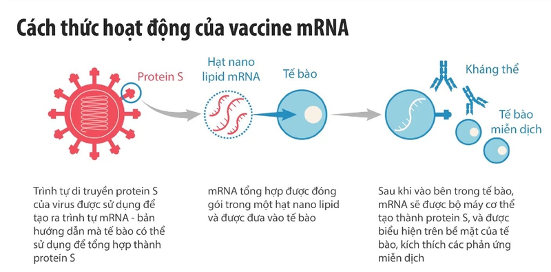 Tiêm vaccine COVID-19 vẫn là phương pháp bảo vệ hiệu quả trước biến thể JN.1 1