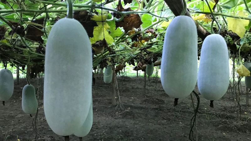 Tiểu đường có ăn được bí xanh không và ăn như thế nào 2
