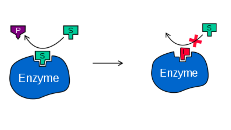 Tìm hiểu chung về enzyme thủy phân 3