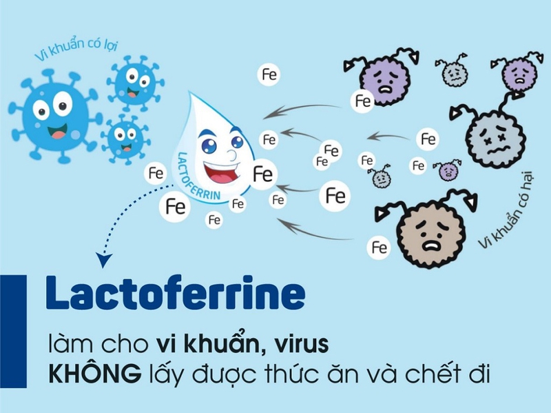 Tìm hiểu Lactoferrin là gì? Vai trò của Lactoferrin đối với hệ thống miễn dịch 2