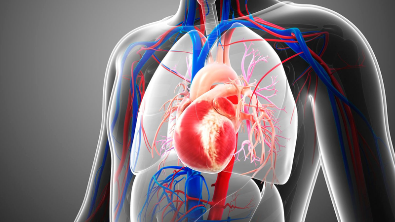 Tìm hiểu mối quan hệ giữa bệnh thấp tim do viêm amidan 1